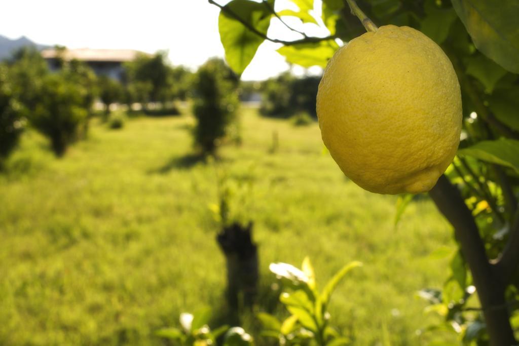 Agriturismo Terrenia Βίλα Trappitello Εξωτερικό φωτογραφία